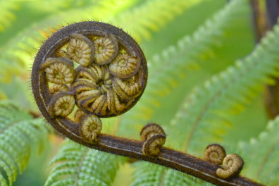 Crosse de jeune fougère arborescente (Cyathea sp., Nouvelle Zélande)